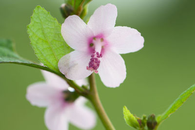 Close-up of flower against blurred background
