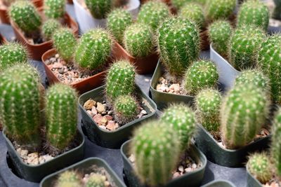 Close-up of cactus growing on potted plant