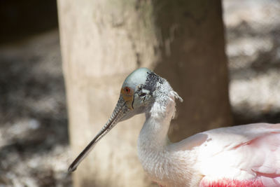 Close-up of bird