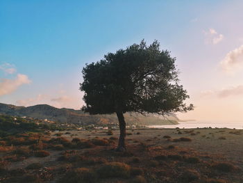 Tree on field against sky during sunset