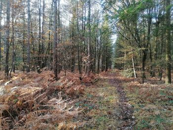 Trees growing in forest