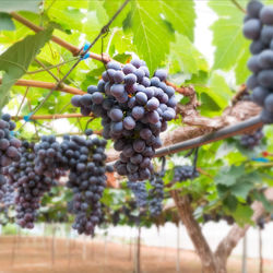 Close-up of grapes growing in vineyard
