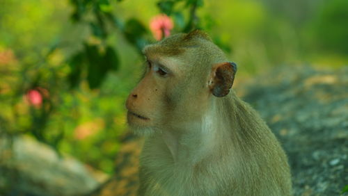 Close-up of monkey looking away