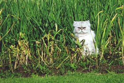 Cat lying on grass