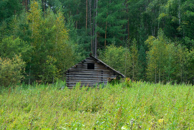 Trees in forest