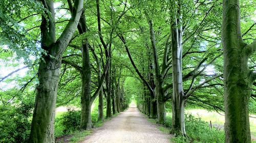 Walkway amidst trees in forest