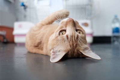 Portrait of ginger cat lying on floor