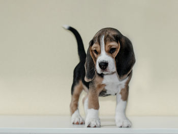 Portrait of dog against wall