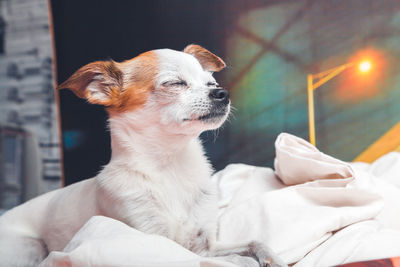 Close-up of a dog looking away