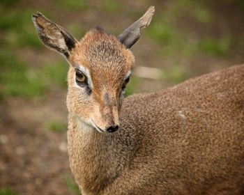 Close-up portrait of deer