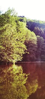 Scenic view of lake by trees in forest against sky