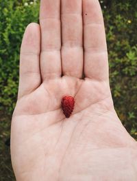 Close-up of hand holding strawberry