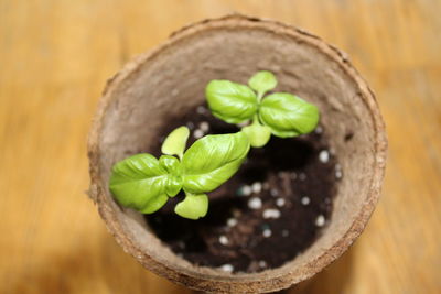 Directly above shot of leaves in container on table