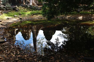 Reflection of trees in lake