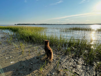 View of dog on lake against sky