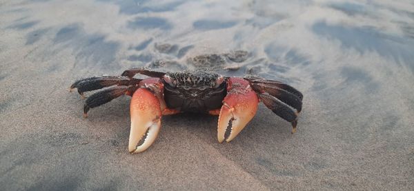 Close-up of crab on beach