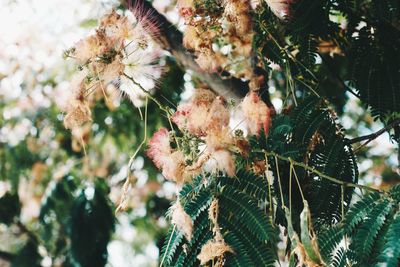 Close-up of flowering plant against tree