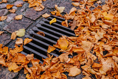 High angle view of autumn leaves on metal grate