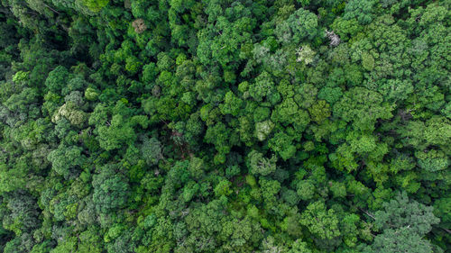 Full frame shot of trees