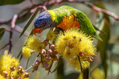 Close-up of bird perching on flower