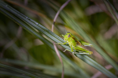 Close-up of insect on leaf