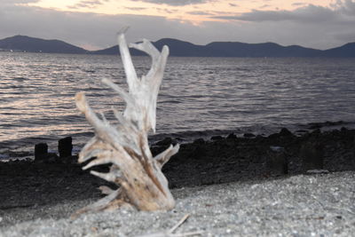 Driftwood on beach against sky