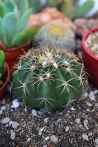 Close-up of succulent plant on field