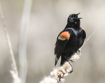 Close-up of bird perching on a branch