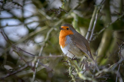 Close-up of a robin perching on a tree. 