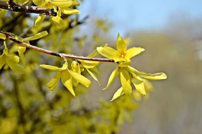 Close-up of white flowers