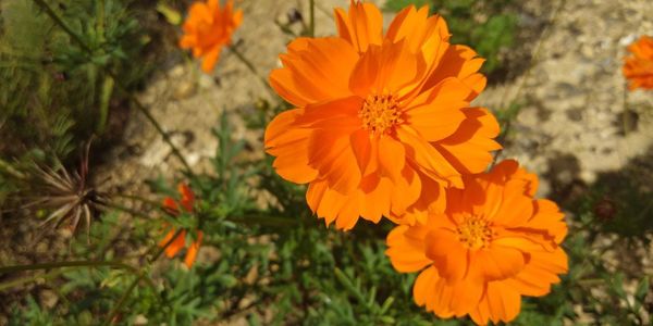 Close-up of orange marigold flower