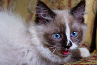 Close-up portrait of a cat