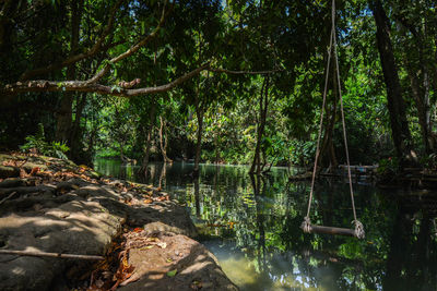 Scenic view of lake in forest