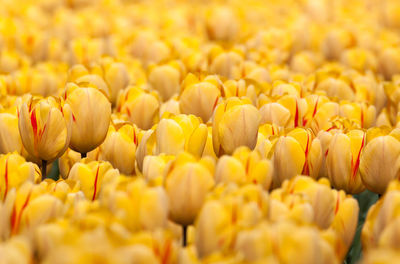 Full frame shot of tulips blooming on field