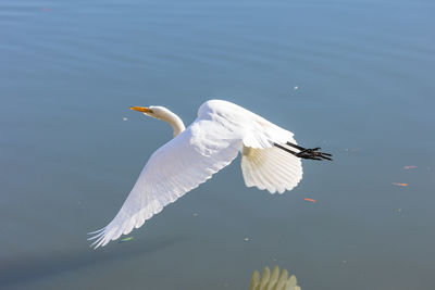 White egret flying over lake