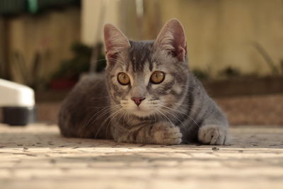 pet