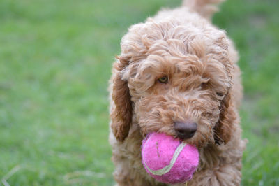 Close-up of a dog