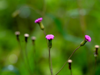 Close-up of pink flowering plant