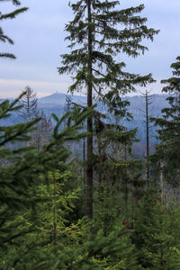 Pine trees in forest against sky