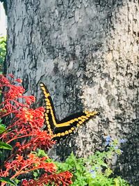 Close-up of butterfly on flower tree