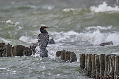 Bird perching on wooden post