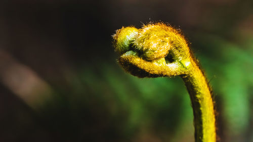 Close-up of flower bud
