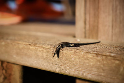 Close-up of insect on wood