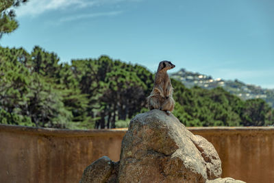 Meerkat standing guard on a rock