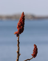 Close-up of red flowering plant against sea