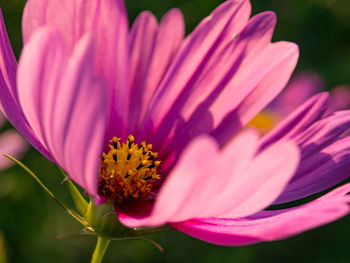 Close-up of pink flower