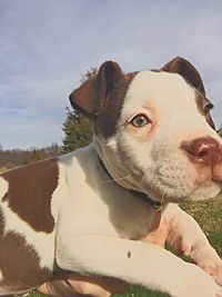 Close-up portrait of a dog