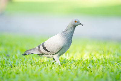 Close-up of a bird on grass