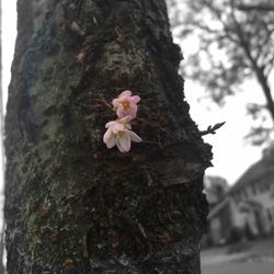 Close-up of flowers on tree trunk