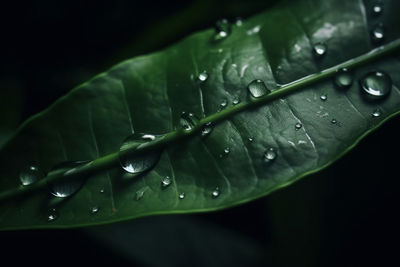 Close-up of raindrops on leaf